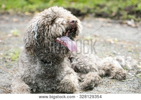 Brown Italian Dog Macro Portrait Breed Truffle Hunting Lagotto Romagnolo