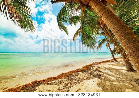 Palm Trees In Bois Jolan Beach In Guadeloupe, French West Indies. Lesser Antilles, Caribbean Sea