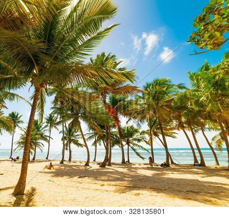 Palm Trees And Sand In Bois Jolan Beach In Guadeloupe, French West Indies. Lesser Antilles, Caribbea