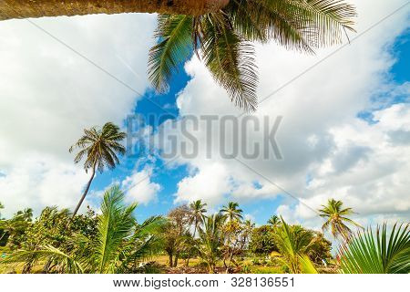 Palm Trees In Le Moule Seafront In Guadeloupe, French West Indies. Lesser Antilles, Caribbean Sea