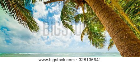 Palm Tree In Bois Jolan Beach In Guadeloupe, French West Indies. Lesser Antilles, Caribbean Sea