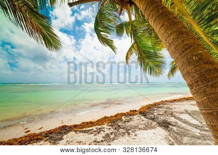 Palm Trees In Bois Jolan Beach In Guadeloupe, French West Indies. Lesser Antilles, Caribbean Sea