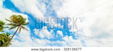 Palm Trees Under A Cloudy Sky In Guadeloupe, French West Indies. Lesser Antilles, Caribbean Sea