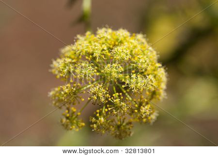 Aeonium Glutinosum