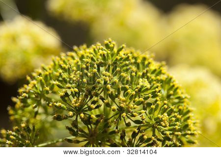 Aeonium Glutinosum