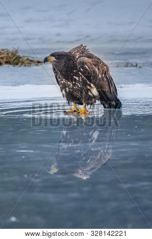 Adult White-tailed Eagle In Flight. Blue Sky Background. Scientific Name: Haliaeetus Albicilla, Also