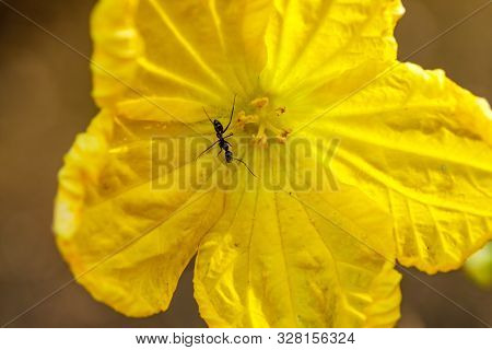 Ant On Yellow Flower In Park With Background Texture