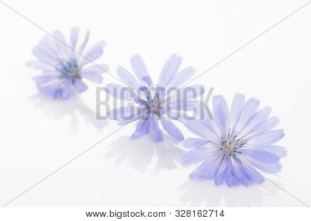 Cichorium Intybus - Common Chicory Flowers Isolated On The White Background