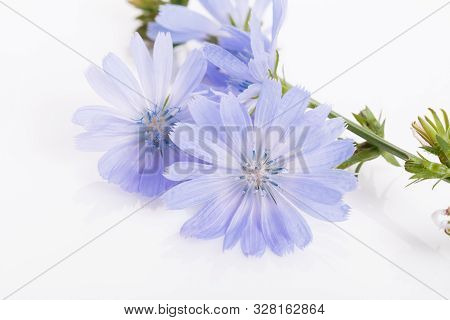 Cichorium Intybus - Common Chicory Flowers Isolated On The White Background