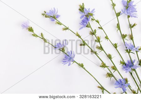 Cichorium Intybus - Common Chicory Flowers Isolated On The White Background