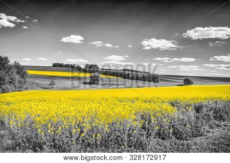 Shining Yellow Oilseed Rape Fields In A Black And White Landscape. Artistically Alienated With The C