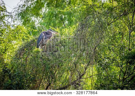 A Great Blue Heron In Frontera Audubon Society, Texas