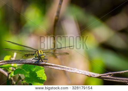 A Southern Hawker Dragonfly In Frontera Audubon Society, Texas
