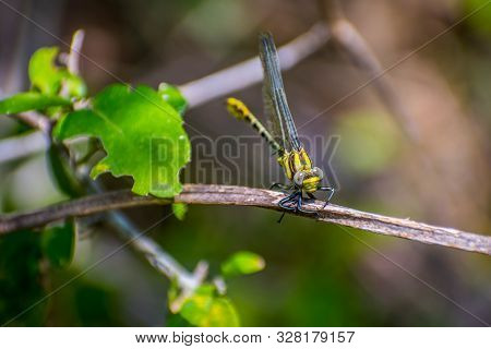 A Southern Hawker Dragonfly In Frontera Audubon Society, Texas