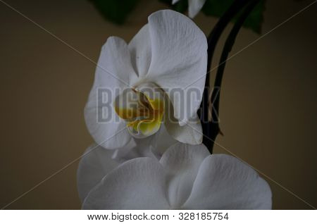 Blooming Of White Orchid Phalaenopsis On Yellow Background
