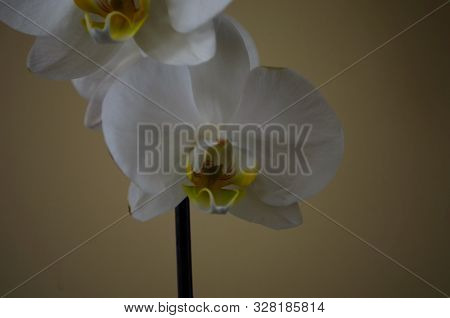 Blooming Of White Orchid Phalaenopsis On Yellow Background
