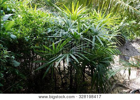 Group Of Saw Palmetto Tree, Ecological Concept, Space For Text In Template (sabal Palm, Serenoa Repe