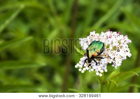 Cetonia Aurata, Called The Rose Chafer Or The Green Rose Chafer, Sitting On White Flowers On Blurred