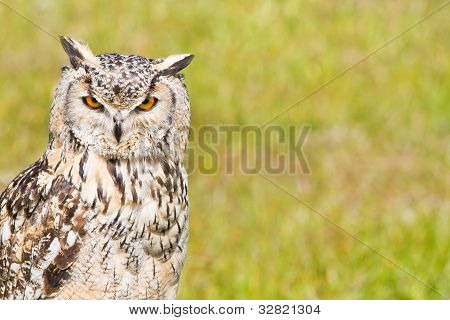 Bubo Bubo Sibericus albo syberyjskie puchacz