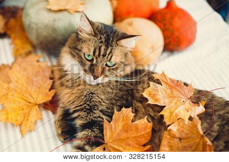 Angry Maine Coon Cat Playing With Autumn Leaves, Lying On Rustic Table With Pumpkins. Thanksgiving O