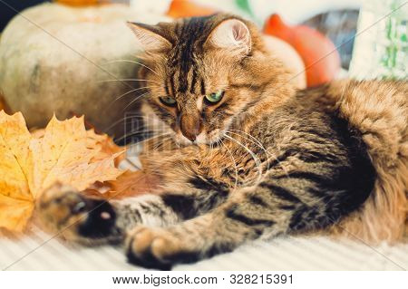 Cute Tabby Cat Lying On Rustic Table With Autumn Leaves And Pumpkins. Thanksgiving Or Halloween Conc