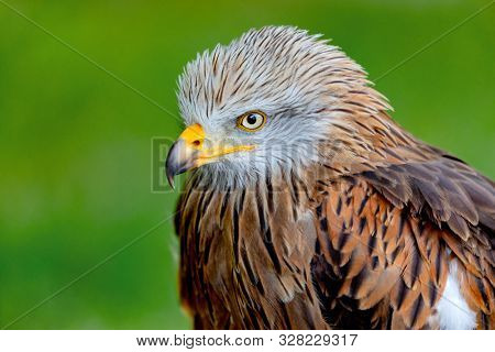 Portrait of a royal kite (Milvus Milvus) with a natural green background