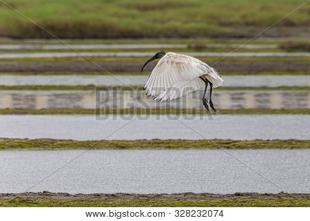 A Wood Stork Is Foraging For Food In Vasai Bassein Mumbai Maharashtra India .