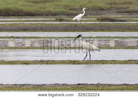 A Wood Stork Is Foraging For Food In Vasai Bassein Mumbai Maharashtra India .