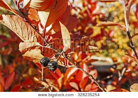 Black Mountain Ash Berries On An Autumn Bush With Colorful Leaves, Black Mountain Ash Is Very Useful