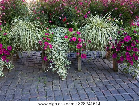 Display Of Summer Flowers And Foliage In Trough