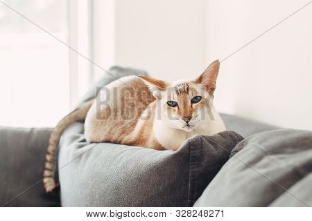 Beautiful Colorpoint Blue-eyed Oriental Breed Cat Lying On Couch Sofa Looking At Camera. Fluffy Hair