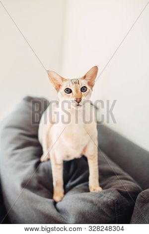 Beautiful Colorpoint Blue-eyed Oriental Breed Cat Sitting On Couch Sofa Looking At Camera. Fluffy Ha