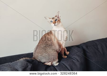 Beautiful Colorpoint Blue-eyed Oriental Breed Cat Sitting On Couch Sofa Looking At Camera. Fluffy Ha