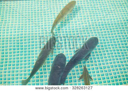 Selling Fish. Fish In The Pool. Agricultural Exhibition.