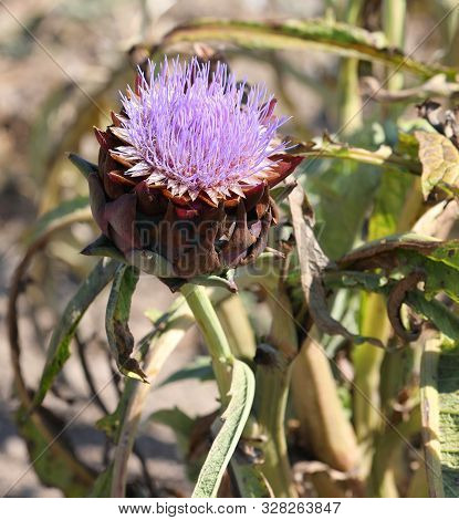 Big Flower Of Artichoke In Summer In The Vegetable Garden