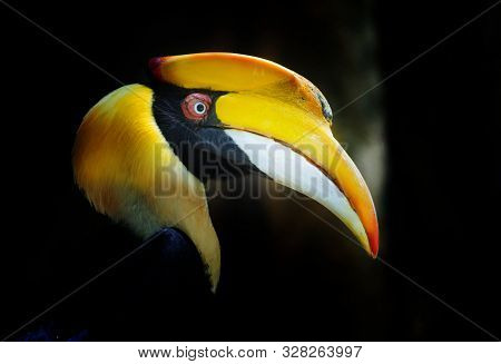 Close Up Colorful Head Of Great Hornbill