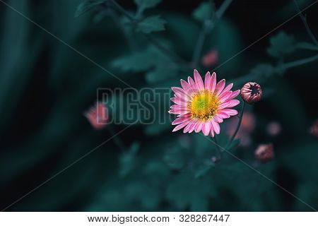 Pink Pyre-thrum In Green Background In The Garden