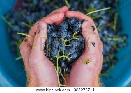 Making Wine From Grapes Crush Grapes With Your Hands. Making Wine From Black Grapes At Home Home Win