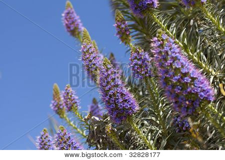 Echium Candicans