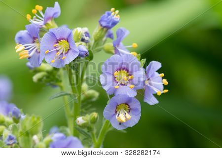 Northern Jacobs Ladder (polemonium Boreale)