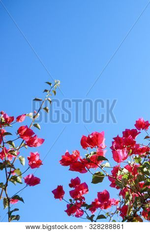 Colorful Purple Begonville Flowers Against A Blue Sky