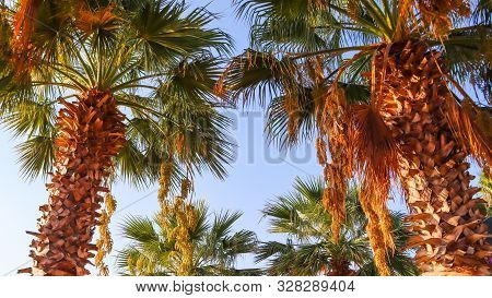Finik Palms (date Palms) Against The Blue Sky In Sunset