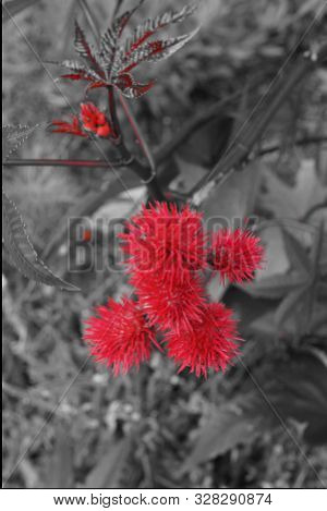 Autumn Red Flowers. Beautiful Bright Color. Artistic Effet.