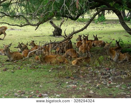 Herd Of Deer In Africam Safari Mexico