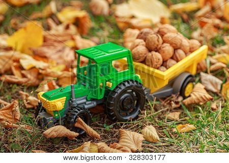 Green Tractor Carries Nuts In The Back. Toy Tractor With A Crop Of Ripe Walnuts. Autumn Photophone.