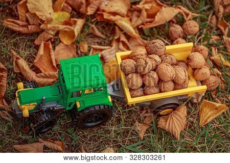 Green Tractor Carries Nuts In The Back. Toy Tractor With A Crop Of Ripe Walnuts. Autumn Photophone.