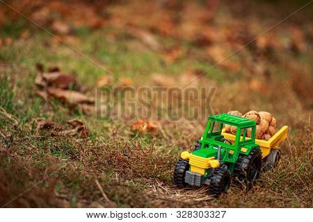 Green Tractor Carries Nuts In The Back. Toy Tractor With A Crop Of Ripe Walnuts. Autumn Photophone.