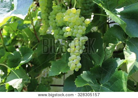 The Picture Shows Grapes In The Garden In The Summer.