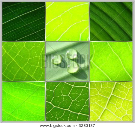 Collage Green Leafs de gouttes d'eau sur fond gris