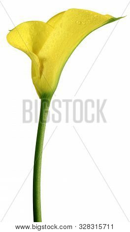 Shot Of A Single Yellow Lily On A White Background